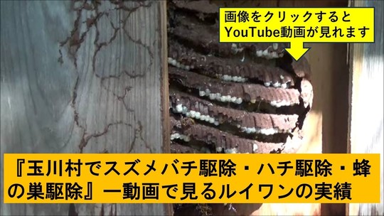 玉川村でのハチ駆除の実績動画