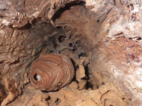 スズメバチの巣は樹洞に