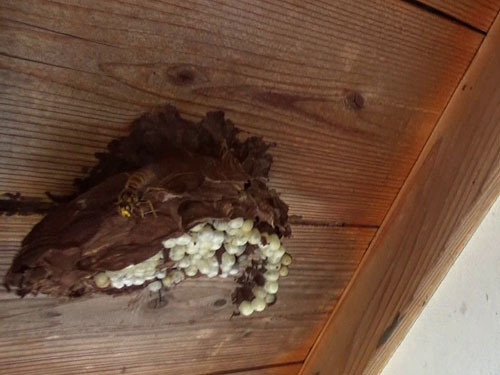 スズメバチの巣が簡単には撤去できない（田村市）