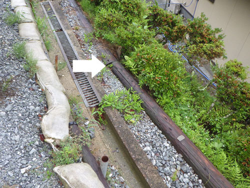 スズメバチの引っ越し前の巣駆除の現場（郡山市）