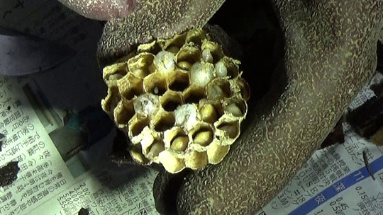 郡山市でスズメバチ駆除-撤去した巣を解体してみたら・・・