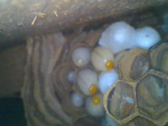 戸袋の中にあったヒメスズメバチの巣（白河市）