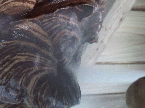 スズメバチの巣穴に向け殺虫剤をスプレー（小野町）