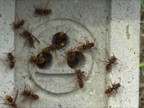 田村市でスズメバチ駆除 お盆を前に お墓の灯篭にスズメバチたちが出入りしていた
