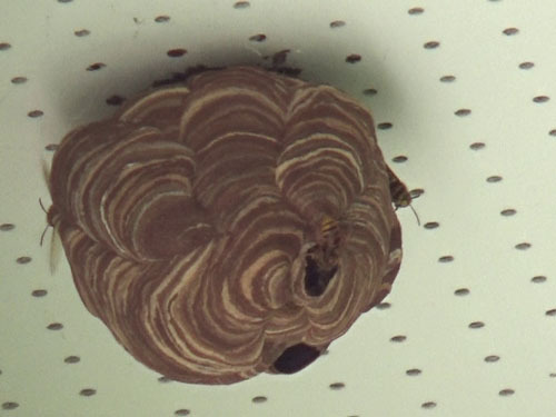 キイロスズメバチの引っ越し巣（いわき市）