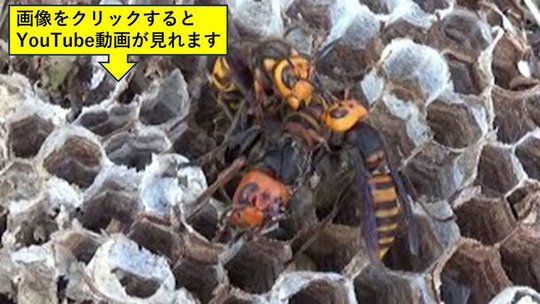 オオスズメバチの新女王蜂に交尾しようと群がる雄成虫