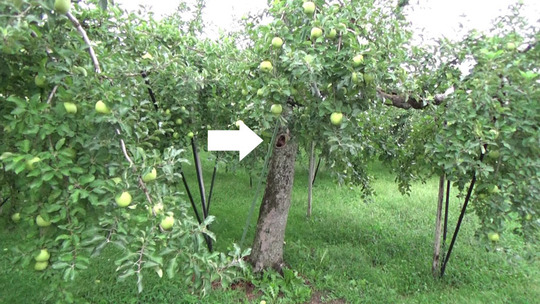 リンゴの樹洞のオオスズメバチの巣駆除の現場