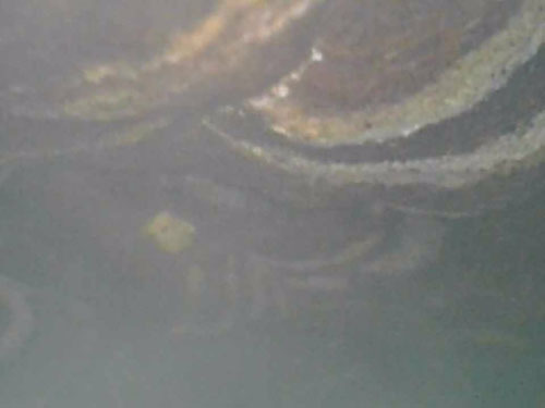 ファイバースコープで見たスズメバチの巣(福島市)