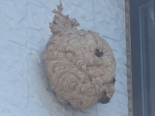 壁にキイロスズメバチの巣（福島市）