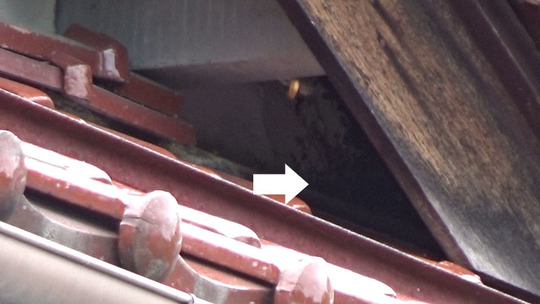 本宮市でスズメバチ駆除の現場