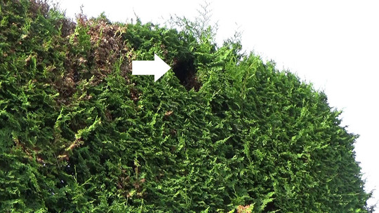 ヒバの樹内のスズメバチの巣駆除の現場