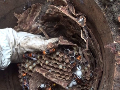 排水管に作ったオオスズメバチの巣（平田村）