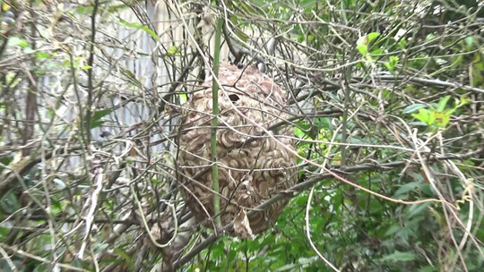 磐梯町でスズメバチ駆除の現場