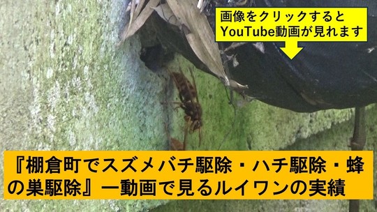 棚倉町でのハチ駆除の実績動画