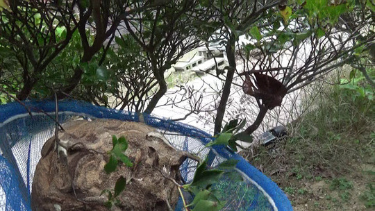 スズメバチの巣を撤去（郡山市）