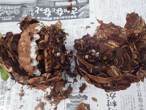 解体したコガタスズメバチの巣（会津若松市）