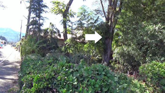 高所の軒下に作ったスズメバチの巣