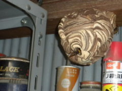 スズメバチの巣は小屋の中に