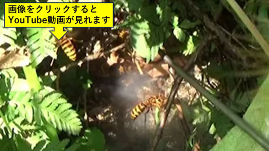 小野町で土手にスズメバチの巣