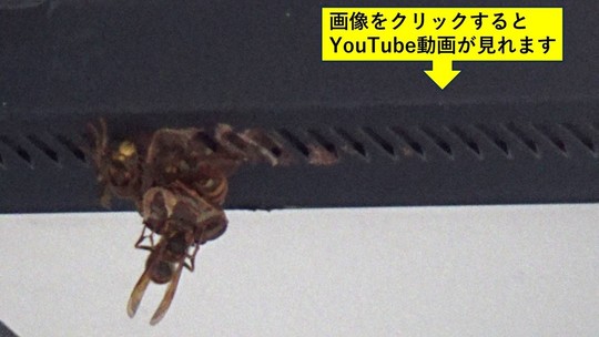 須賀川市でキイロスズメバチの引っ越し巣