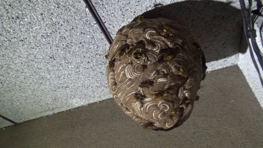 軒下に作ったキイロスズメバチの巣