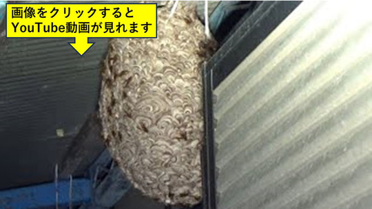 小野町でテラスに作ったスズメバチの巣