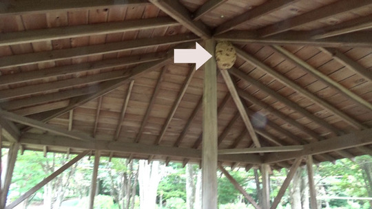 東屋の天井に作ったスズメバチ駆除の現場
