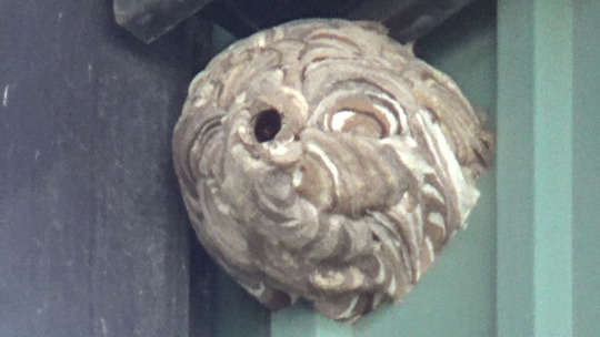 高い場所に作ったコガタスズメバチの巣