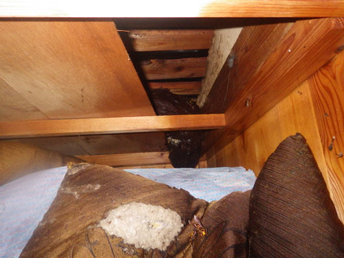 スズメバチの巣の中に殺虫剤を送り込まれた巣（古殿町）