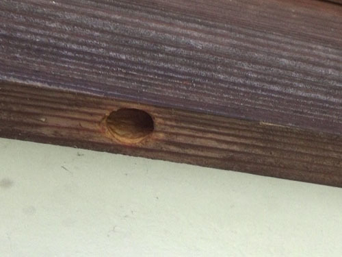 クマバチが開けた穴（矢吹町）