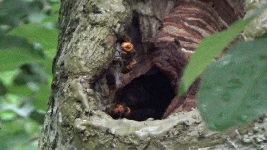 リンゴの樹洞のオオスズメバチの巣