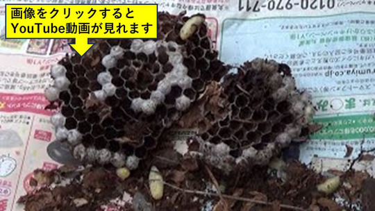 庭木の根本から出入りしていたキイロスズメバチの巣