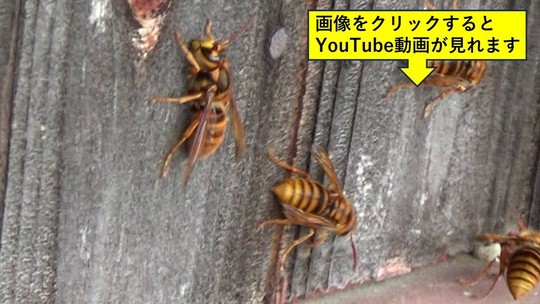 田村市営住宅でキイロスズメバチ