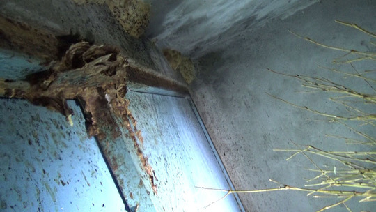 スズメバチの巣を撤去した後の巣跡（郡山市）