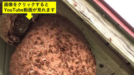 二本松市で軒下のキイロスズメバチの巣が興奮状態