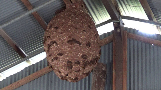 郡山市でモンスズメバチ駆除の現場