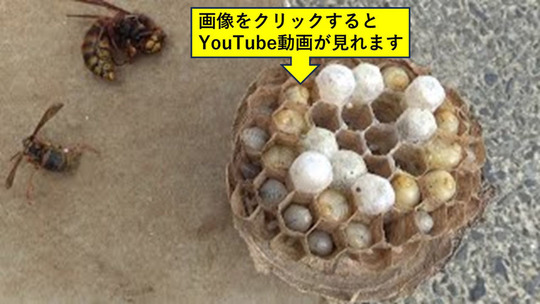 須賀川市で駆除したキイロスズメバチの巣