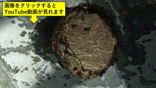 軒下に作ったキイロスズメバチ嚢
