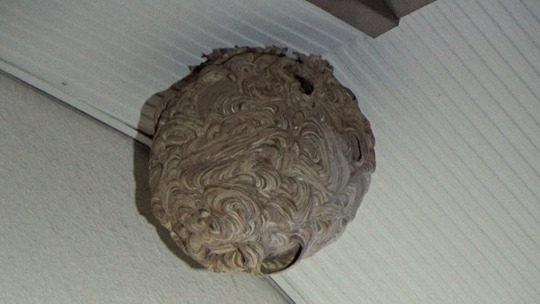 夜のキイロスズメバチの巣