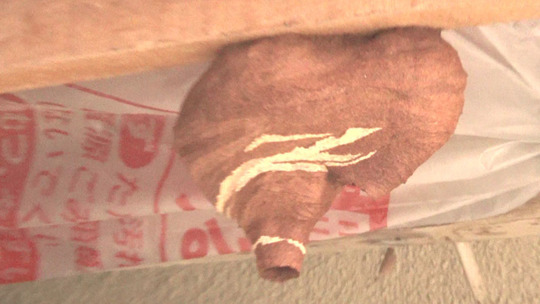 奇妙な形のコガタスズメバチの巣