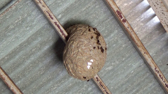 倉庫の天井にスズメバチの巣