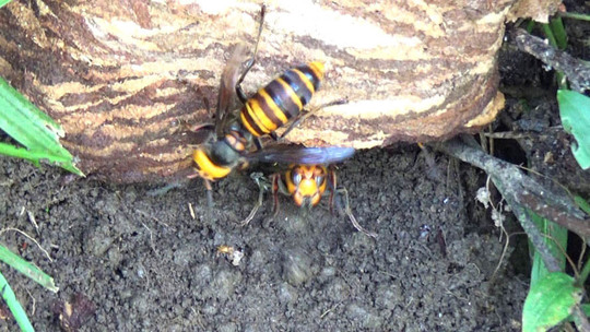 福島県古殿町で土中に作ったオオスズメバチの巣