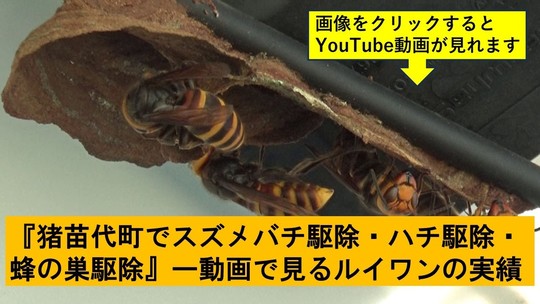 猪苗代町でスズメバチ駆除・蜂駆除・蜂の巣駆除はルイワン