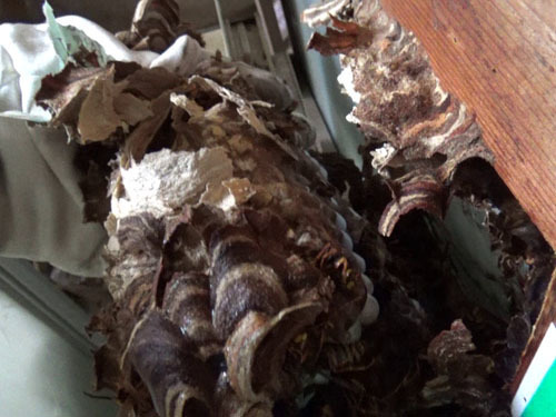 スズメバチの巣を撤去する（田村市）