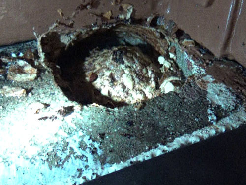 外被を覗くとスズメバチの巣が見えた（郡山市）