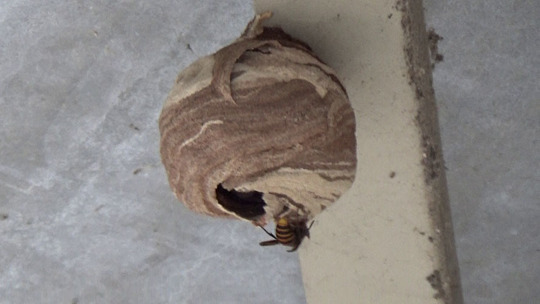 スズメバチ駆除-郡山市で駆除したスズメバチの巣 