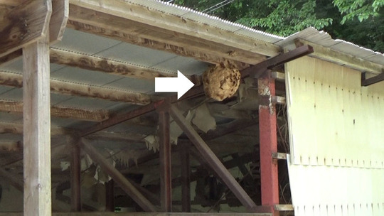 軒下のスズメバチの巣駆除の現場