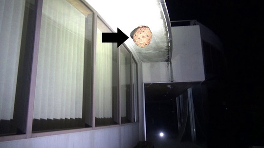 中学校校舎のスズメバチの巣駆除の現場