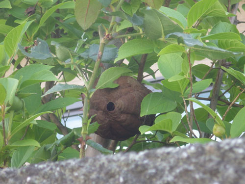 通学路からみたスズメバチの巣（郡山市）