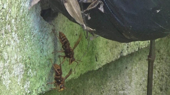 福島県棚倉町で壁の中の巣に出入りするスズメバチたち